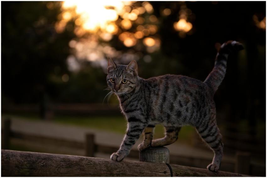 Tabby Cat Balances Gracefully