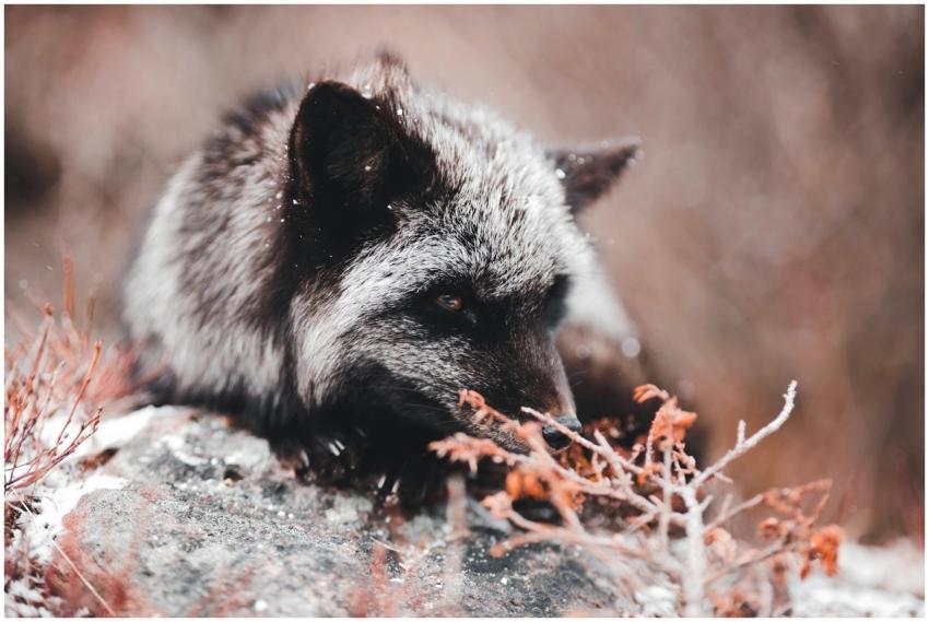 Close-up of a silver fox in a snowy landscape, sho