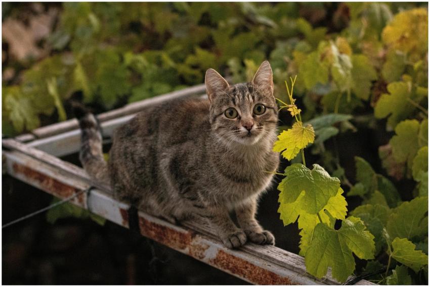 Adorable tabby cat sitting on a metal ladder surro