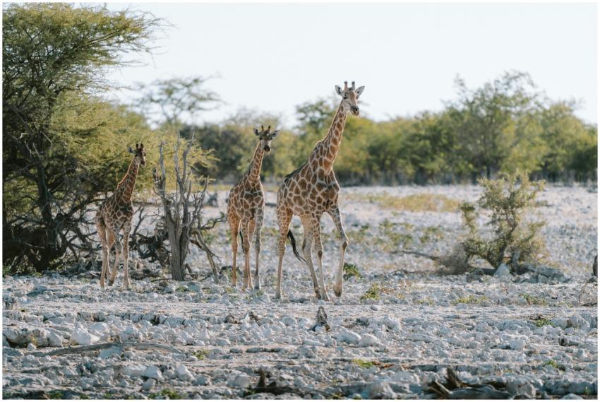 A group of giraffes standing in a sunlit field at