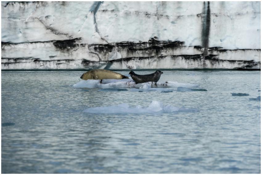 Seals Resting Iceberg Arctic
