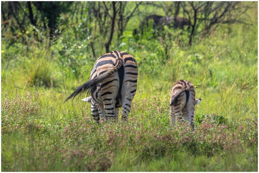 Two zebras grazing in the lush green savanna. A ca