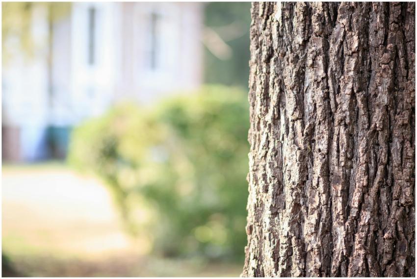Detailed close-up of tree bark with blurred backgr