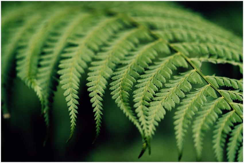 Detailed macro shot of vibrant green fern fronds i
