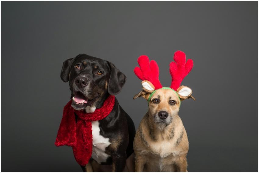 Two dogs wearing holiday accessories on a plain ba