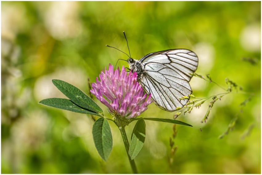 Close-up of a white butterfly perched on a pink cl