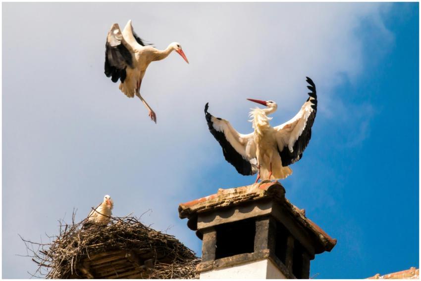White storks on a rooftop nest with one flying aga