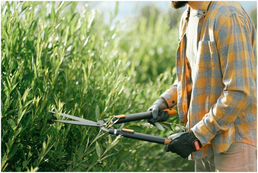 Close-up of a gardener in plaid shirt trimming gre