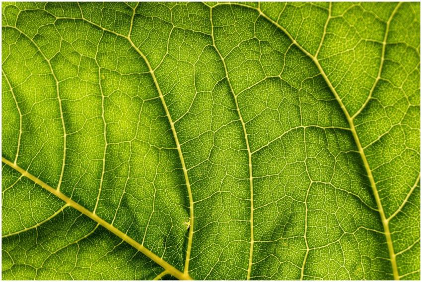 Close-up of vibrant green leaf showcasing intricat