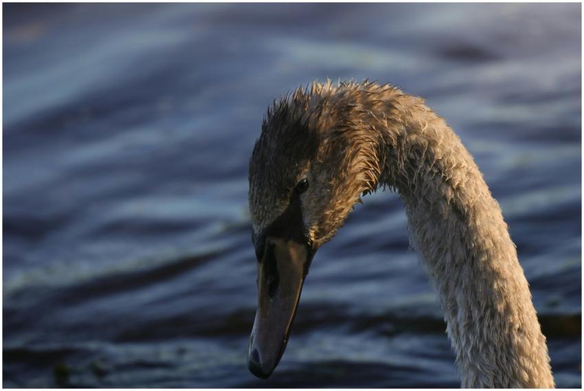 Close-up of a young swan gracefully arching its ne