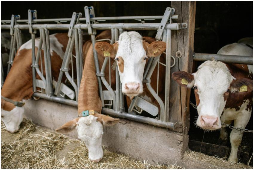 Three brown and white cows eating hay in a barn wi
