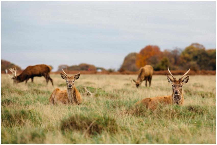 A serene view of red deer resting and grazing in R