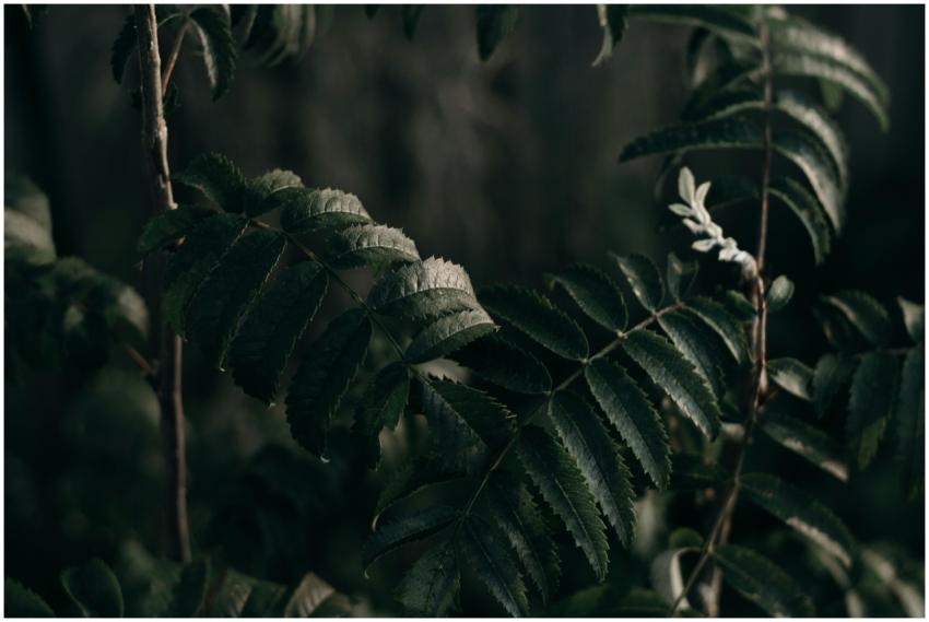 Close-up of dark green leaves creating a moody atm