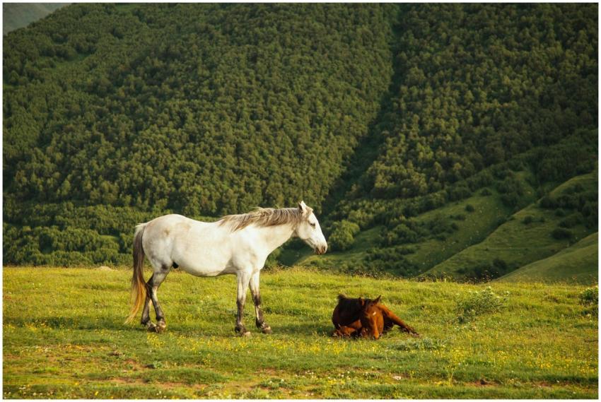 Two horses relaxing in a lush mountain pasture dur