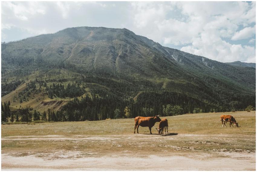 Cows peacefully graze in a lush meadow with a maje