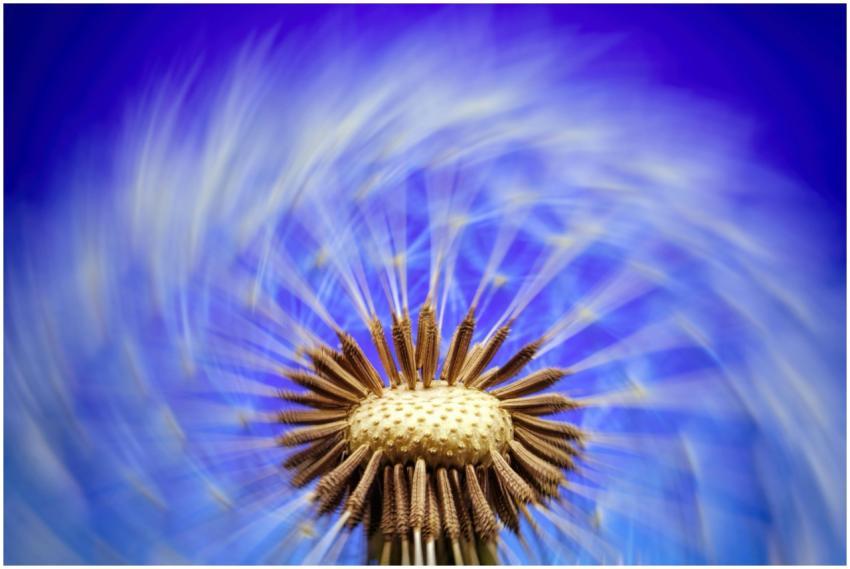 Artistic close-up of a dandelion with seeds disper