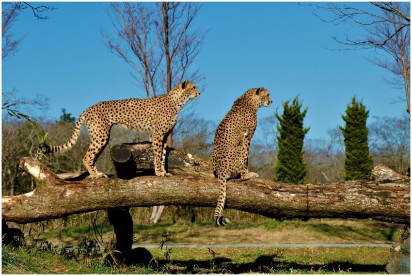 Two cheetahs perched on a tree trunk in Susono, Ja