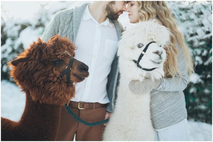 A couple embracing alpacas in a snowy winter setti