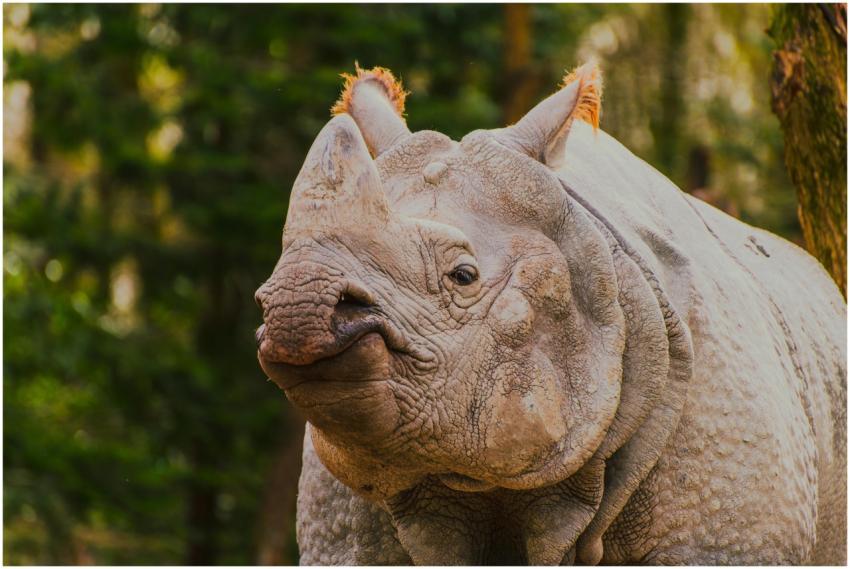 Close-up shot of an Indian rhinoceros in its natur