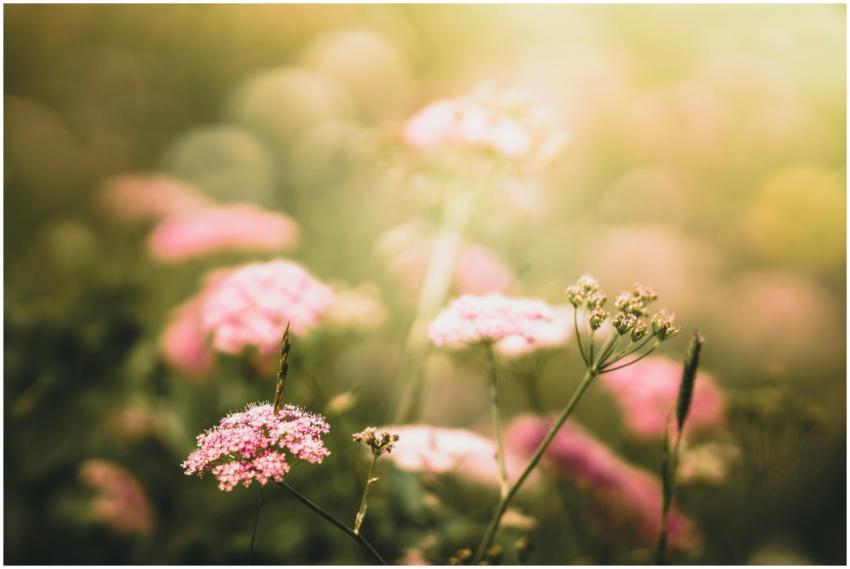 Beautiful pink wildflowers captured in soft focus