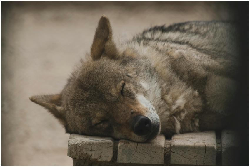 A serene image of a wolf resting peacefully outdoo