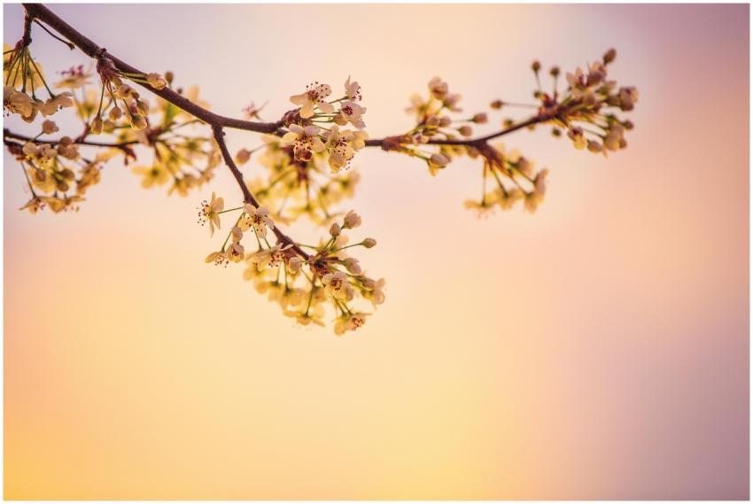 Delicate cherry blossoms in full bloom against a v