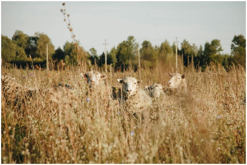 Sheep grazing in a sunlit rural field surrounded b