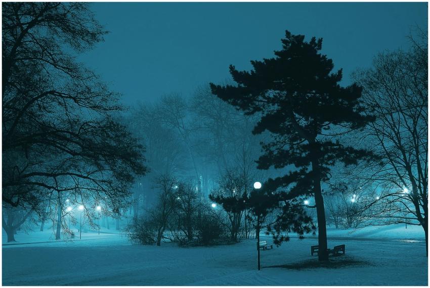 Serene winter night scene with trees and lampposts