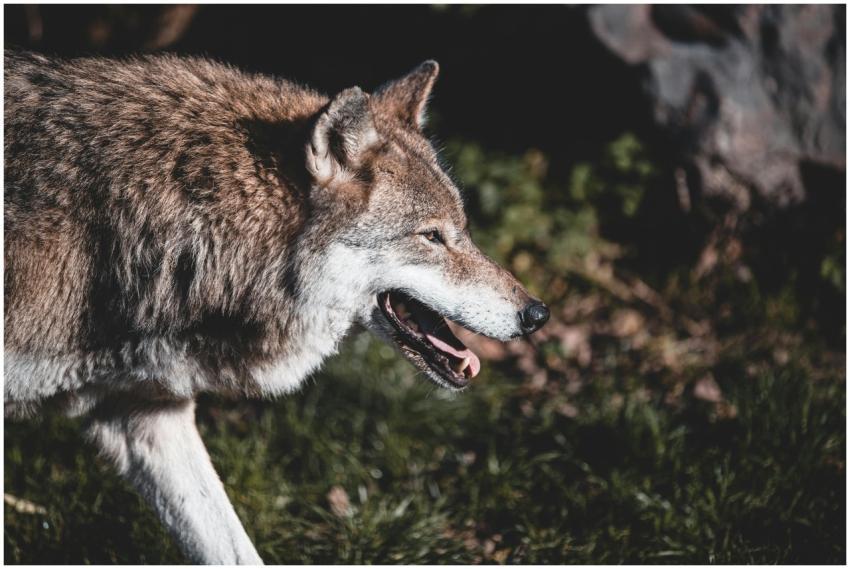 A close-up image of a gray wolf exploring its natu