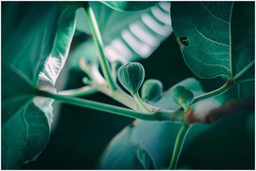 Detailed view of fig leaves and buds showcasing lu