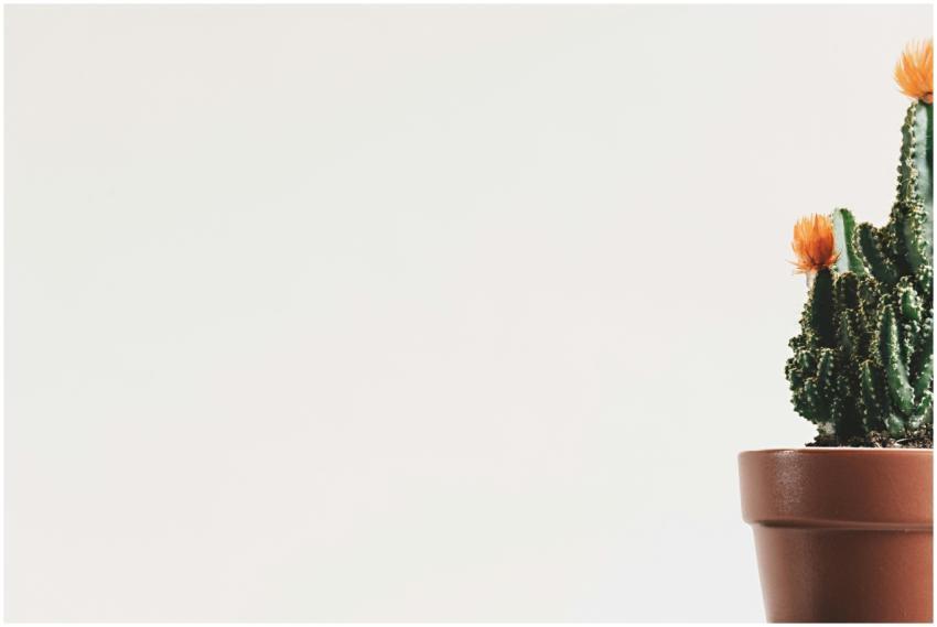 A minimalist shot of a cactus in a pot with orange