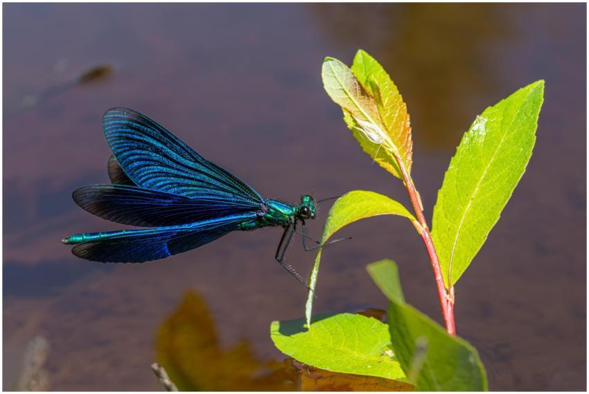 Close-up of a vibrant demoiselle damselfly resting
