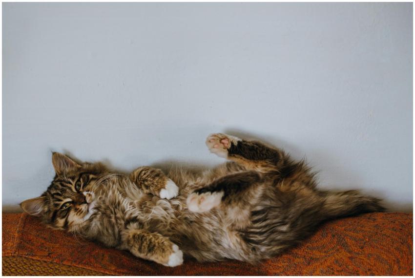 Adorable fluffy cat comfortably lying on its back