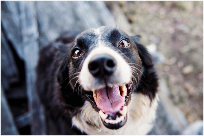 Playful Border Collie looking up with a joyful exp