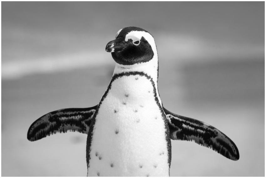 Close-up of an African penguin with open wings, ca