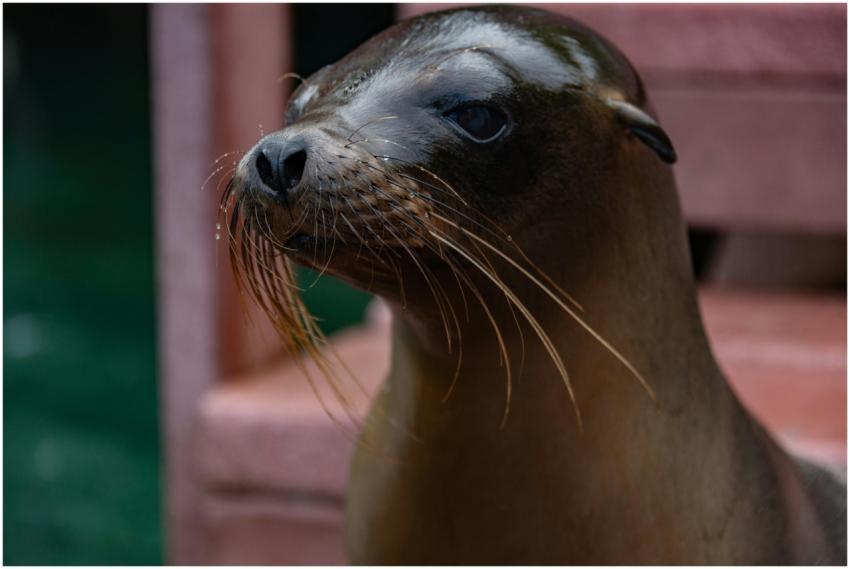 Detailed close-up of a California sea lion with fo