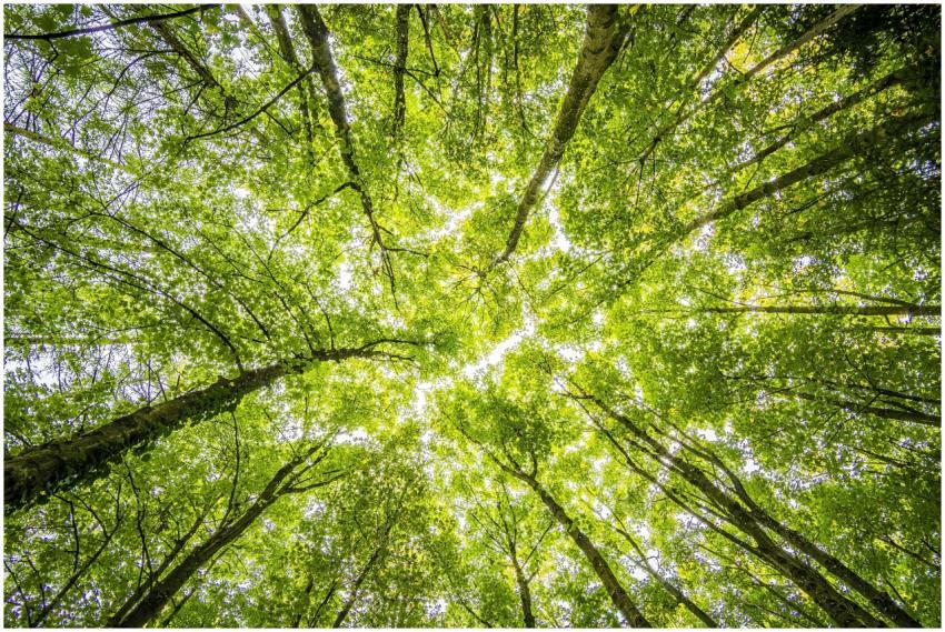 Looking up through the dense green canopy in a vib