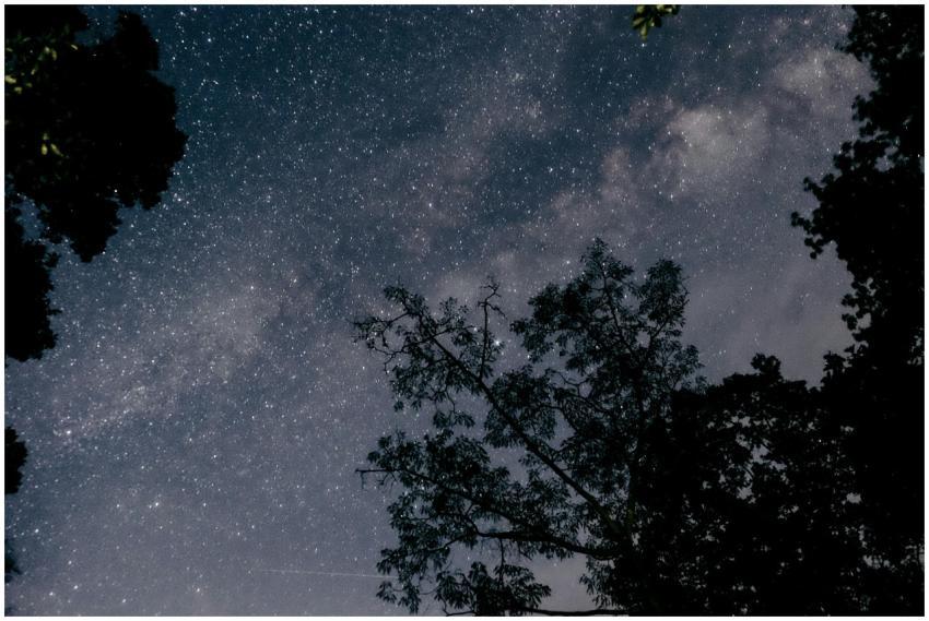 A beautiful starry sky with silhouettes of trees c