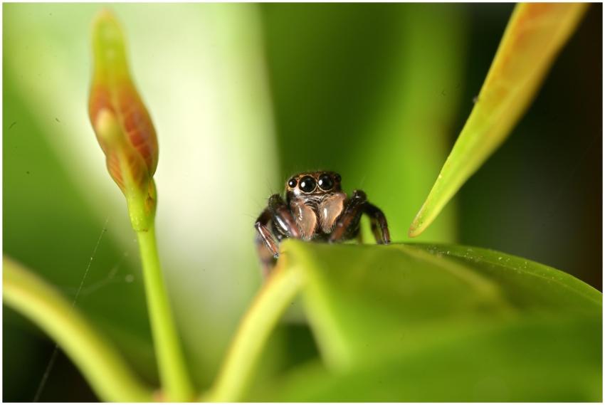 Macro shot of a jumping spider among vibrant green