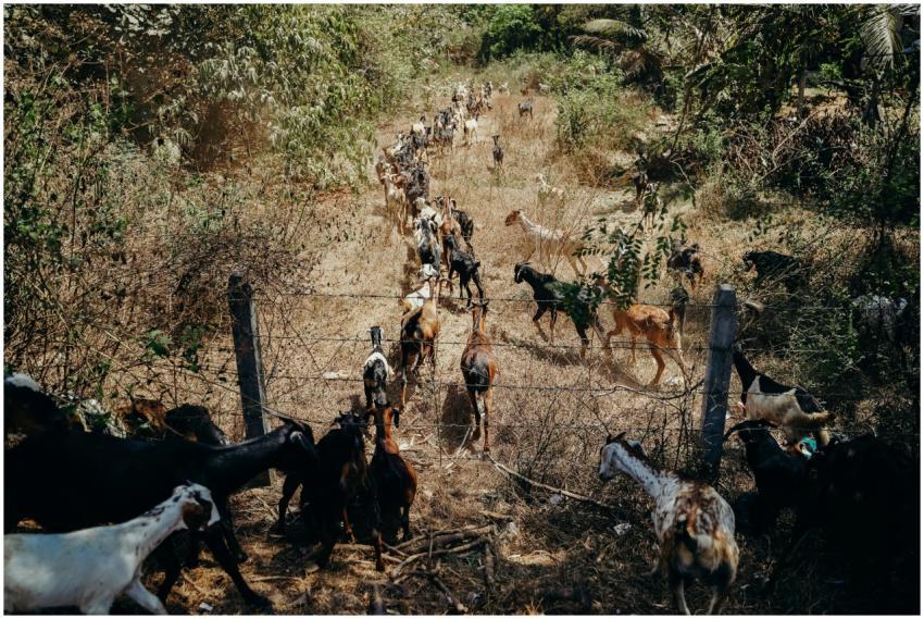 A large herd of goats grazing in a sunny, rural pa