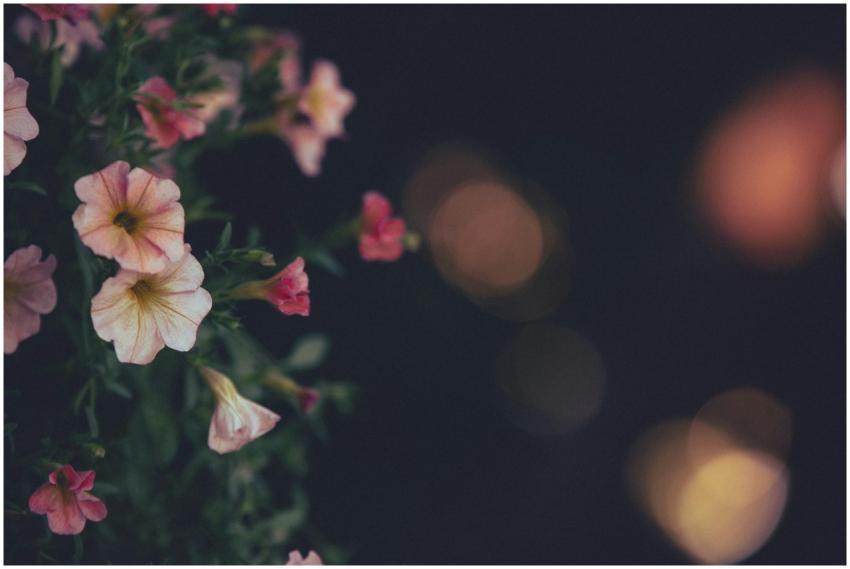 Delicate pink flowers with a dreamy bokeh effect a