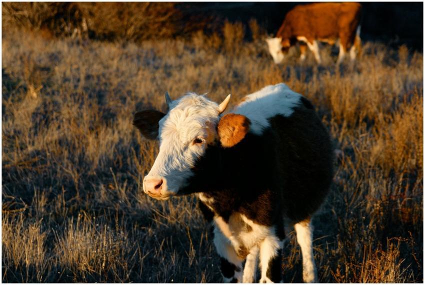 Serene image of Hereford cattle grazing in sunset-