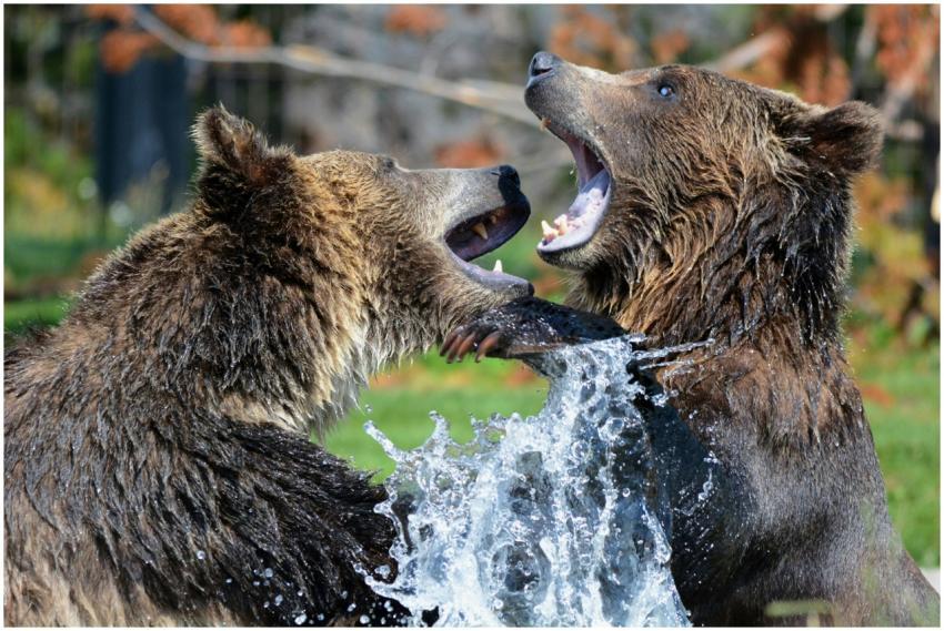 Two grizzly bears interacting near water, capturin