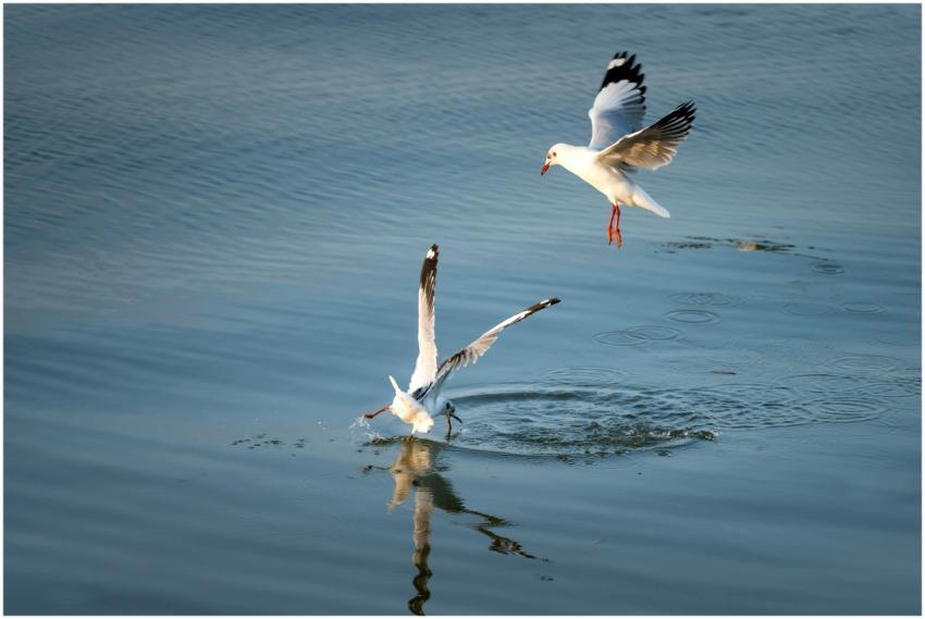 A stunning photograph of two seagulls flying over