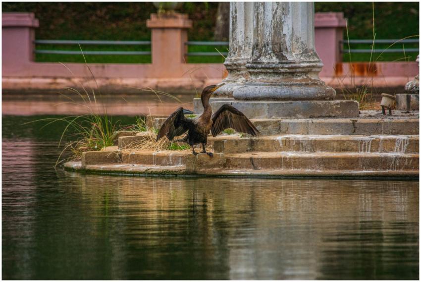 A cormorant spreads its wings beside a historic co