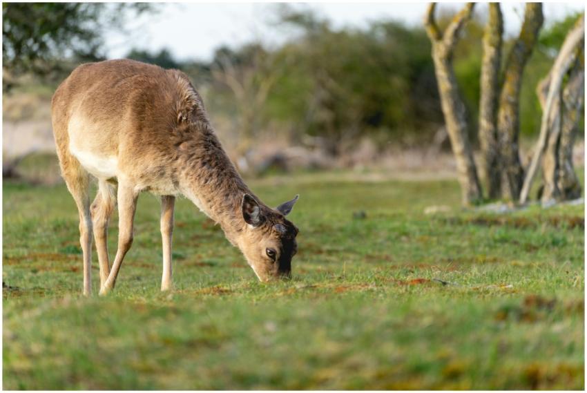 A serene deer grazing in the lush green fields of