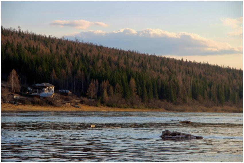 Peaceful evening view of a river and pine forest n