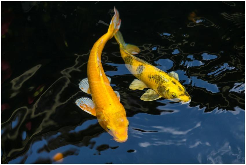 Two vibrant yellow koi fish gracefully swim in a t