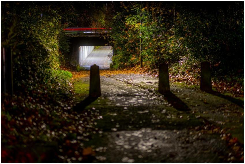 Free stock photo of atmospheric, autumn leaves, ci