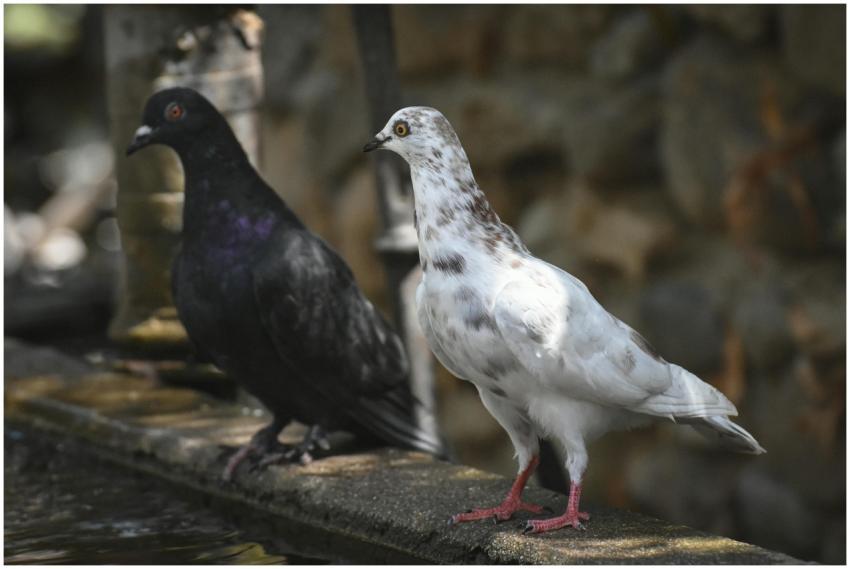 Two pigeons, one black and one white, perched on a